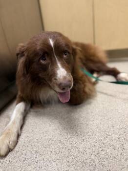 MOOSE -  Australian Shepherd and Mixed Breed Dog for Adoption in Riverside, California - MOOSE | PetCurious