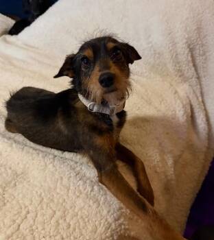 Mal -  Australian Shepherd Dog Available for Adoption in Granbury, Texas - Mal | PetCurious