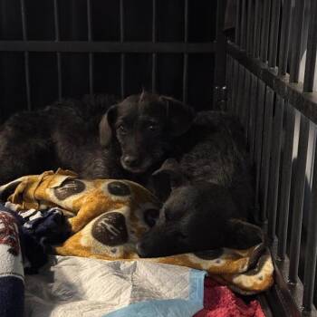 Terrier and Mixed Breed Dogs Available for Adoption - Turner | PetCurious