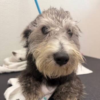 Rescue Schnauzer and Poodle Dogs for Adoption in Redondo Beach, California - Gordy | PetCurious