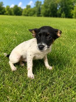 Blanca 0168 -  Jack Russell Terrier Dog for Adoption in Waldorf, Maryland - Blanca 0168 | PetCurious
