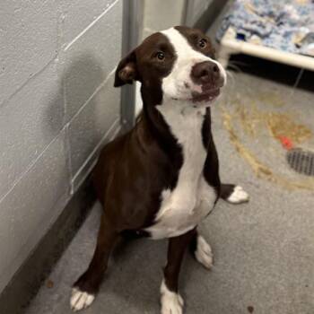 CHARLOTTE -  Labrador Retriever and Pit Bull Terrier Dog for Adoption - CHARLOTTE | PetCurious