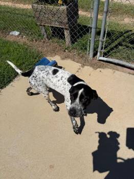 Dixie -  Mixed Breed Dog for Adoption in Metter, Georgia - Dixie | PetCurious