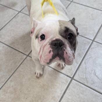 Optimus -  French Bulldog Dog for Adoption in Camden, Delaware - Optimus | PetCurious
