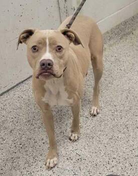 Biscuit -  Pit Bull Terrier and Mixed Breed Dog for Adoption in Kansas City, Missouri - Biscuit | PetCurious