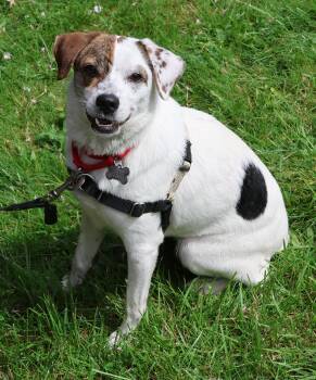 Jack Russell Terrier Dogs Available for Adoption in Harrison, New York - Tuqui | PetCurious