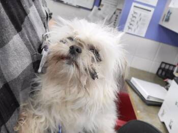 LAMBERT -  Shih Tzu and Mixed Breed Dog for Adoption in Omaha, Nebraska - LAMBERT | PetCurious