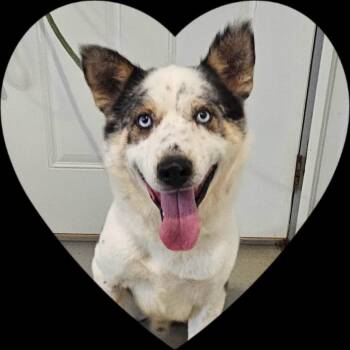 Grit -  Australian Shepherd and Husky Dog for Adoption in Hoopeston, Illinois - Grit | PetCurious