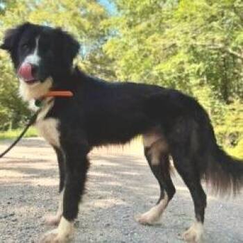 Ghost -  Great Pyrenees and Border Collie Dog for Adoption in Nashville, Tennessee - Ghost | PetCurious