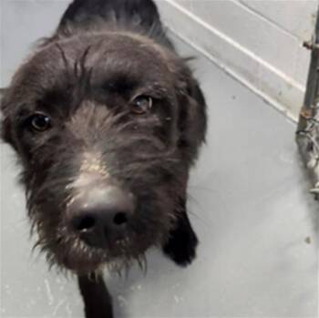 Terrier and Mixed Breed Dogs Available for Adoption - ELSA | PetCurious