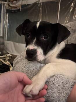Boston Terrier and Mixed Breed Dogs Available for Adoption - Thalia | PetCurious