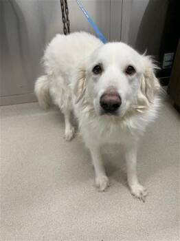 Great Pyrenees Dogs Available for Adoption - APPA | PetCurious