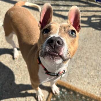 Mary Jane -  Jack Russell Terrier and Chihuahua Dog for Adoption in Abbotsford, British Columbia - Mary Jane | PetCurious