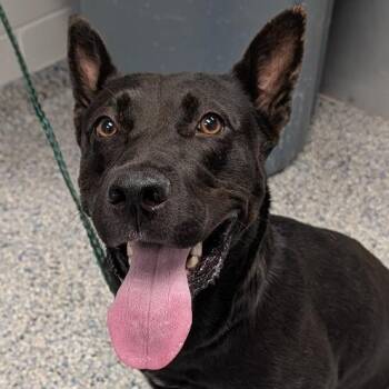 daphne -  Mixed Breed Dog for Adoption in Greenville, South Carolina - Daphne | PetCurious