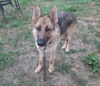 Rescue German Shepherd Dog Dogs for Adoption in Eastpointe, Michigan - Kyle Gene! | PetCurious