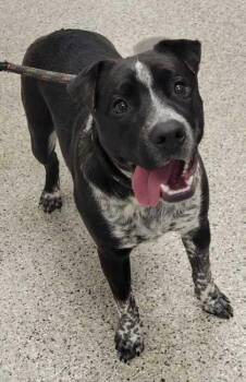 Hannah Banana -  Mixed Breed Dog for Adoption in Kansas City, Missouri - Hannah Banana | PetCurious