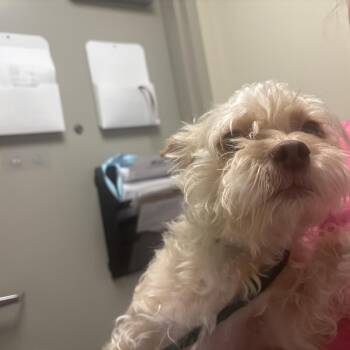 Leon -  Cairn Terrier and Mixed Breed Dog for Adoption in Tulsa, Oklahoma - Leon | PetCurious