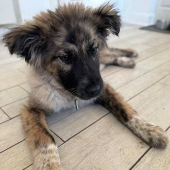 Mixed Breed Dogs Available for Adoption in Buffalo, Minnesota - Gumby | PetCurious
