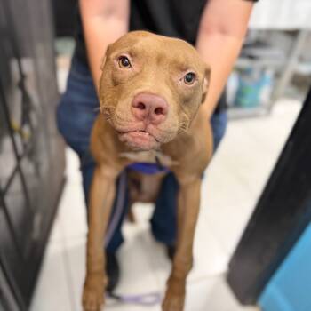 Rescue Mixed Breed Dogs for Adoption in Savannah, Georgia - Mossy Oak | PetCurious