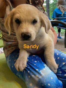 Sandy -  Labrador Retriever and Great Pyrenees Dog for Adoption in Vancouver, Washington - Sandy | PetCurious