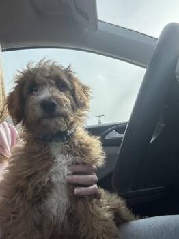 Goldendoodle Dogs Available for Adoption - Tucker | PetCurious