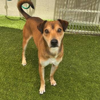 Bear 2944 -  Labrador Retriever Dog for Adoption in Loxahatchee Groves, Florida - Bear 2944 | PetCurious