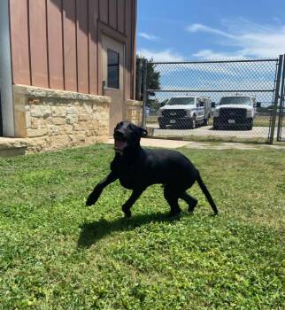 Tidus -  Shepherd Dog for Adoption in Schertz, Texas - Tidus | PetCurious