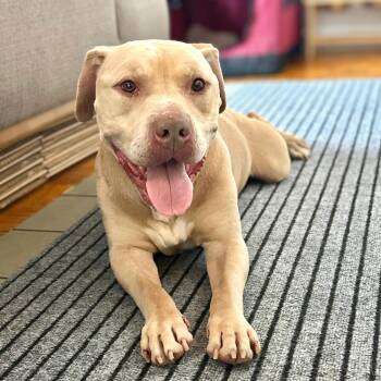 Sunscreen -  Pit Bull Terrier Dog for Adoption in New York, New York - Sunscreen | PetCurious