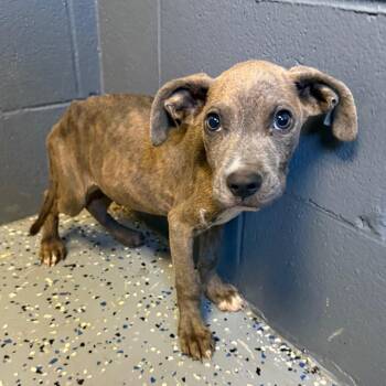 TUSC-Stray-85588_2 -  Pit Bull Terrier and Mixed Breed Dog for Adoption in Tuscaloosa, Alabama - TUSC-Stray-85588_2 | PetCurious