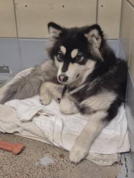 SKYLER -  Siberian Husky and Mixed Breed Dog for Adoption in Houston, Texas - SKYLER | PetCurious