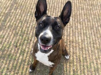 LETTY -  Staffordshire Bull Terrier Dog for Adoption in Phoenix, Arizona - LETTY | PetCurious