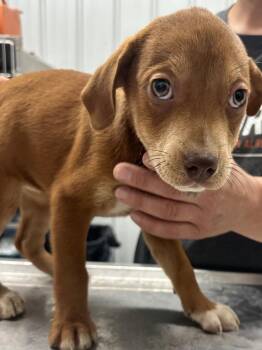Mixed Breed Dogs Available for Adoption in Hillsdale, Indiana - Denali | PetCurious