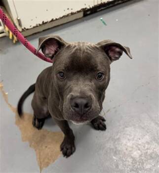 BELUGA -  Pit Bull Terrier Dog for Adoption in Peoria, Illinois - BELUGA | PetCurious