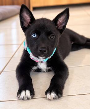 Christina Yang -  Husky Dog for Adoption in Houston, Texas - Christina Yang | PetCurious