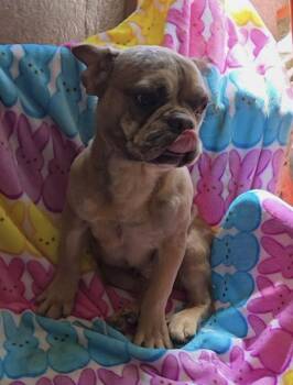 French Bulldog Dogs Available for Adoption in Woodsfield, Ohio - Chocolate Merle Frenchie Pup | PetCurious