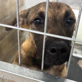 Ernie -  German Shepherd Dog Dog for Adoption in Brookfield, Missouri - Ernie | PetCurious