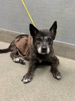 ATHENA RAE -  Pit Bull Terrier Dog for Adoption in Las Vegas, Nevada - ATHENA RAE | PetCurious