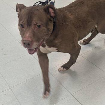 Gramps -  Mixed Breed Dog for Adoption in Philadelphia, Pennsylvania - Gramps | PetCurious