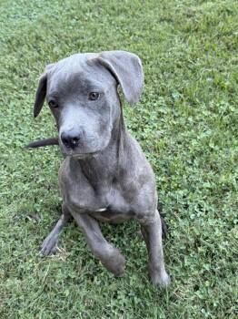 Ellie II -  Cane Corso and Great Dane Dog for Adoption in Ball Ground, Georgia - Ellie II | PetCurious