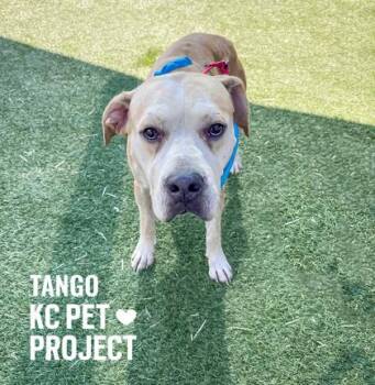 Pit Bull Terrier and Mixed Breed Dogs Available for Adoption in Kansas City, Missouri - Tango | PetCurious