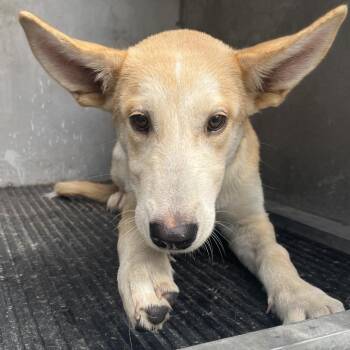Alice Ann -  Shepherd and Husky Dog for Adoption in Edinburg, Texas - Alice Ann | PetCurious