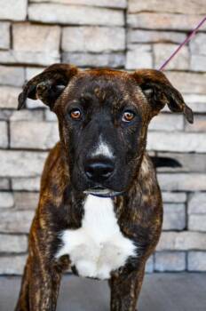Allie -  German Shepherd Dog and Fox Terrier Dog for Adoption in Yakima, Washington - Allie | PetCurious