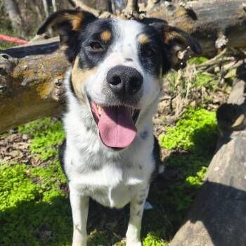 Australian Shepherd and Mixed Breed Dogs Available for Adoption in Moses Lake, Washington - Pixie | PetCurious