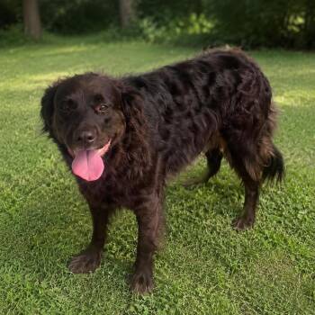 Stella -  Border Collie and Mixed Breed Dog for Adoption in Eufaula, Alabama - Stella | PetCurious
