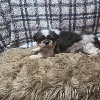 Tony -  Shih Tzu Dog for Adoption in Rochester, Minnesota - Tony | PetCurious