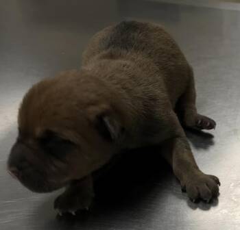 Labrador Retriever and Mixed Breed Dogs Available for Adoption in Conroe, Texas - A424551 | PetCurious