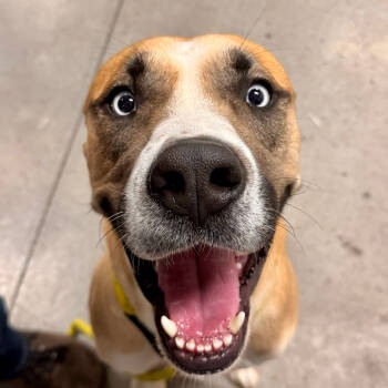 Rescue Pit Bull Terrier and Shepherd Dogs for Adoption in Apache Junction, Arizona - Bucky | PetCurious