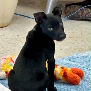 Crinkle -  Labrador Retriever and Mixed Breed Dog for Adoption in Overland Park, Kansas - Crinkle | PetCurious