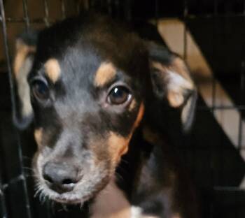 Rescue Dachshund and Mixed Breed Dogs for Adoption in Biloxi, Mississippi - Presley | PetCurious
