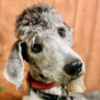 Standard Poodle Dogs Available for Adoption in Lebanon, Missouri - Chief | PetCurious